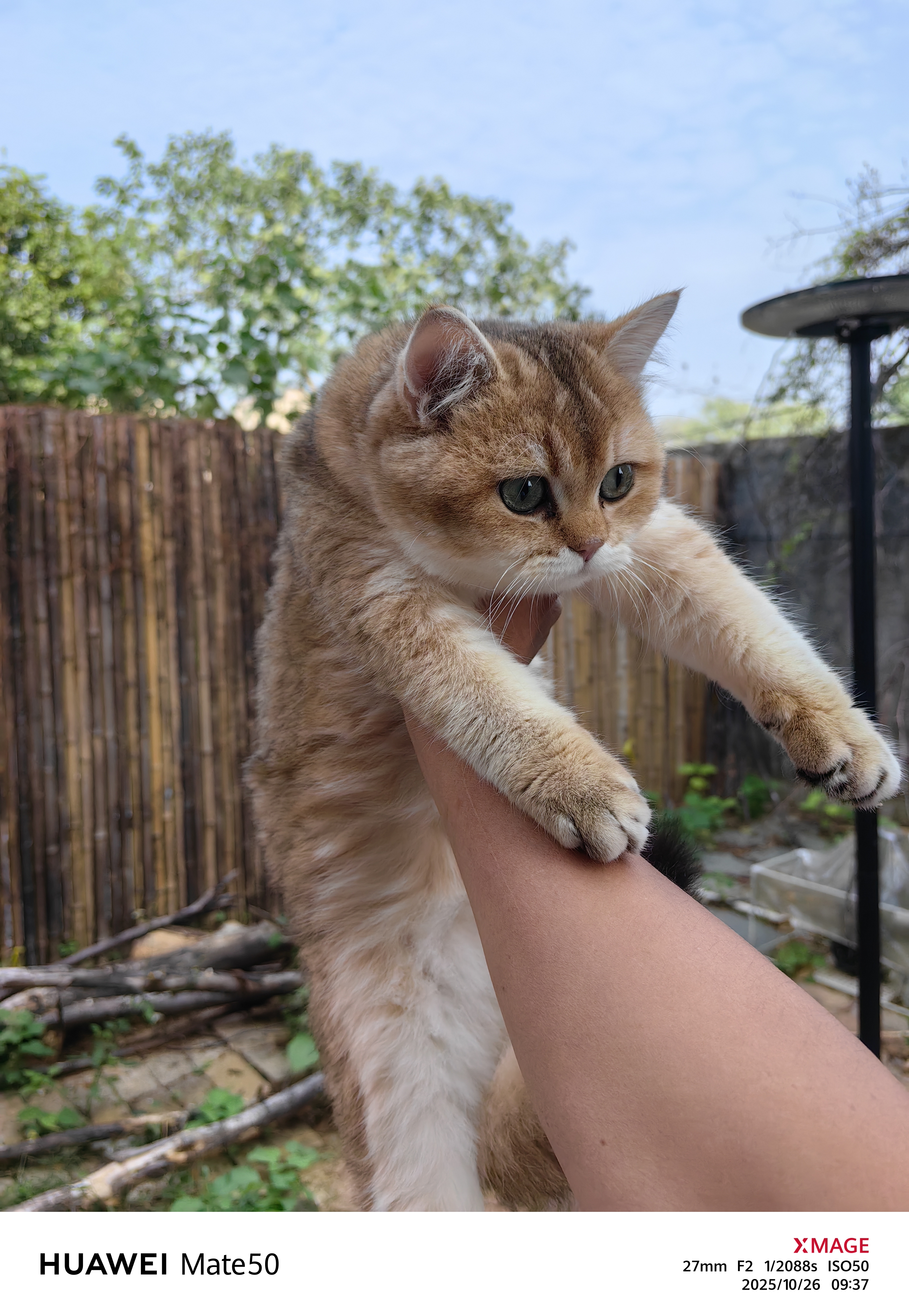 11色金渐层弟弟